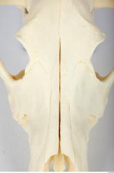 Dog skull